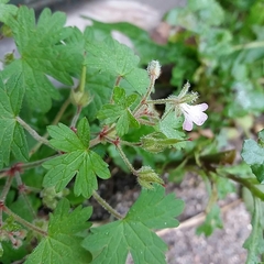 Geranium rotundifolium