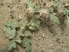 Neurada procumbens