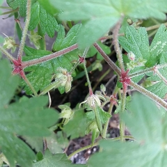 Geranium rotundifolium