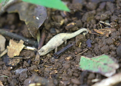Brookesia tuberculata