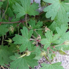 Geranium rotundifolium