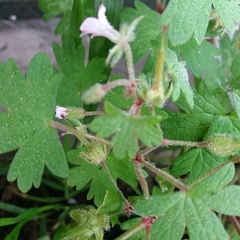 Geranium rotundifolium
