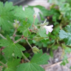 Geranium rotundifolium