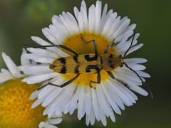 Chlorophorus varius