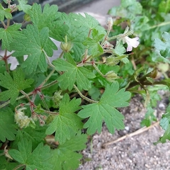 Geranium rotundifolium