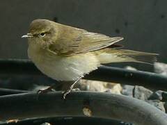 Phylloscopidae