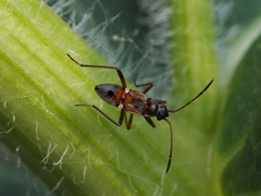 Beosus quadripunctatus