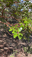 Arbutus