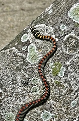 Chrysopelea paradisi