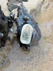 Scutus antipodes