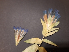 Gentiana septemfida