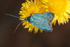 Pollanisus viridipulverulenta