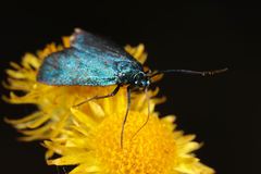 Pollanisus viridipulverulenta