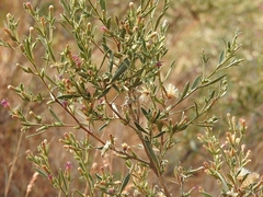 Pechuel-loeschea leubnitziae