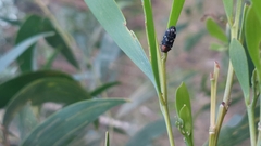 Diphucrania