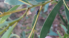 Diphucrania