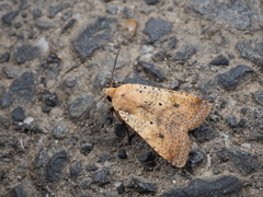 Diarsia deparca