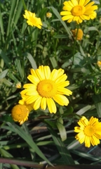 Coleostephus myconis