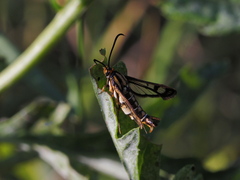 Pyropteron triannuliformis