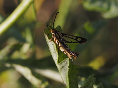 Pyropteron triannuliformis