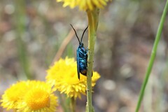Pollanisus viridipulverulenta