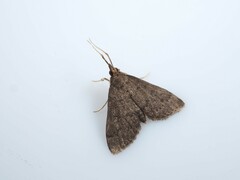 Camptomastix septentrionalis