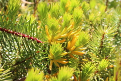 Persoonia chamaepitys