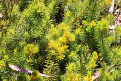 Persoonia chamaepitys
