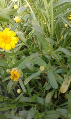 Coleostephus myconis