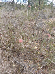 Leucospermum calligerum