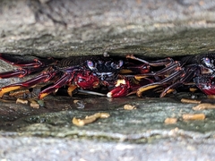 Grapsus adscensionis