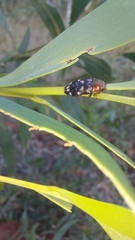 Diphucrania