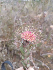 Leucospermum calligerum