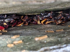 Grapsus adscensionis