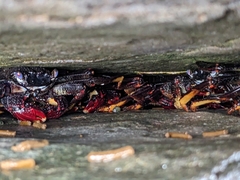 Grapsus adscensionis