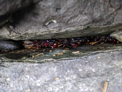 Grapsus adscensionis