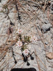 Crassula subulata subulata