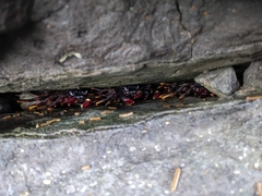 Grapsus adscensionis