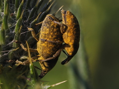 Larinus sturnus