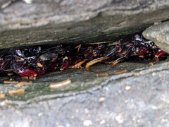 Grapsus adscensionis