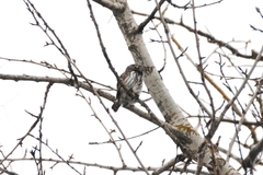 Glaucidium passerinum