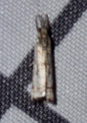 Microcrambus