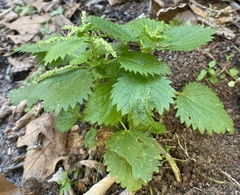 Urtica membranacea