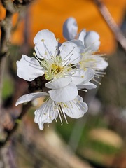 Prunus salicina