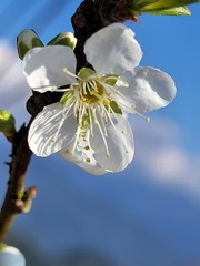 Prunus salicina