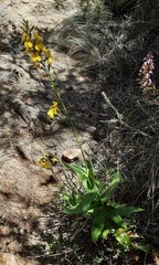 Goodenia decurrens