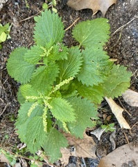 Urtica membranacea