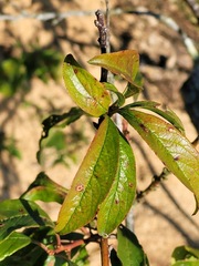 Prunus salicina