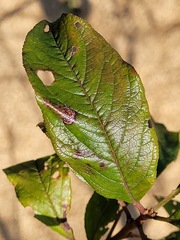 Prunus salicina