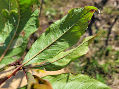 Prunus salicina
